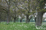 Walnut (Juglans)