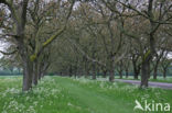 Walnut (Juglans)