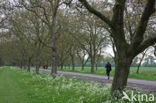 Walnut (Juglans)