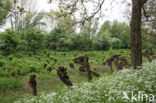 Walnut (Juglans)