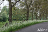 Walnut (Juglans)