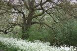 Walnut (Juglans)