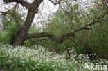 Walnut (Juglans)