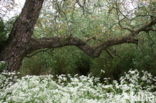 Walnut (Juglans)