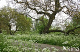 Walnut (Juglans)