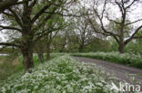 Walnut (Juglans)