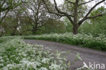Walnut (Juglans)