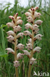 Bedstraw Broomrape (Orobanche caryophyllacea)