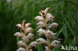 Bedstraw Broomrape (Orobanche caryophyllacea)