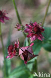 Wateraardbei (Potentilla palustris) 