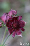 Wateraardbei (Potentilla palustris) 