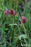 Wateraardbei (Potentilla palustris) 