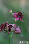 Wateraardbei (Potentilla palustris) 