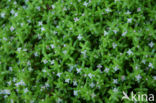 New Zealand Pigmyweed (Crassula helmsii)