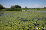 Watergentiaan (Nymphoides peltata)