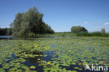 Watergentiaan (Nymphoides peltata)