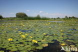 Watergentiaan (Nymphoides peltata)