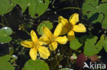 Watergentiaan (Nymphoides peltata)