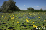 Watergentiaan (Nymphoides peltata)