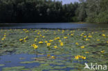 Watergentiaan (Nymphoides peltata)