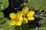 Watergentiaan (Nymphoides peltata)