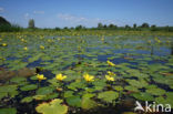 Watergentiaan (Nymphoides peltata)