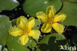 Watergentiaan (Nymphoides peltata)