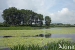 Watergentiaan (Nymphoides peltata)