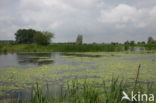 Fringed Waterlily (Nymphoides peltata)