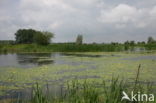 Watergentiaan (Nymphoides peltata)