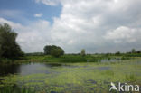 Watergentiaan (Nymphoides peltata)