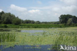 Watergentiaan (Nymphoides peltata)