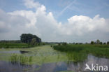 Watergentiaan (Nymphoides peltata)