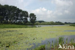 Watergentiaan (Nymphoides peltata)