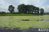 Watergentiaan (Nymphoides peltata)