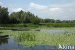 Watergentiaan (Nymphoides peltata)