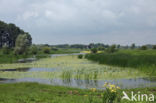 Watergentiaan (Nymphoides peltata)