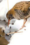 Waterrail (Rallus aquaticus)