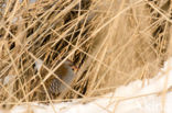 Waterrail (Rallus aquaticus)