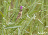 Aquatic Warbler (Acrocephalus paludicola)