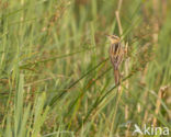 Aquatic Warbler (Acrocephalus paludicola)