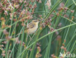 Aquatic Warbler (Acrocephalus paludicola)