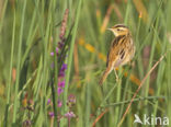 Aquatic Warbler (Acrocephalus paludicola)