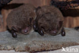 Watervleermuis (Myotis daubentonii)