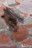 Watervleermuis (Myotis daubentonii)