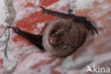 Watervleermuis (Myotis daubentonii)