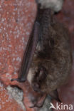 Watervleermuis (Myotis daubentonii)