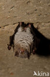 Watervleermuis (Myotis daubentonii)