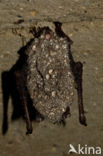 Watervleermuis (Myotis daubentonii)