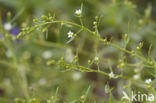 Weidebergvlas (Thesium pyrenaicum)
